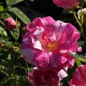 Rosa Mundi Gallica Rose (Rosa gallica Versicolor) 1